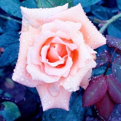 Nature PGR Seaweed Extract Fertilizer Micro Granular For Rose Plant