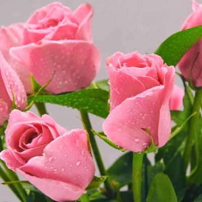 Nitrogen Organic Rose Fertilizer Soy Protein 95 Powder Plant Fertilizer For Roses
